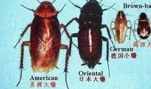 一只蟑螂的生前自述