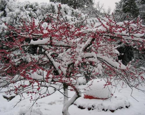 雪中​​的李子