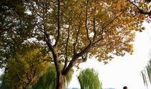 我的法国梧桐情结