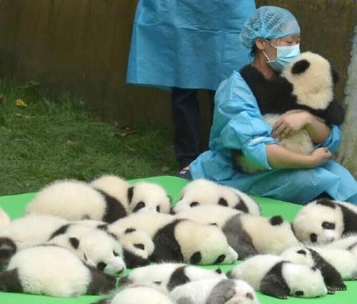 大熊猫三年级组成