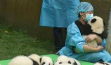 大熊猫三年级作文