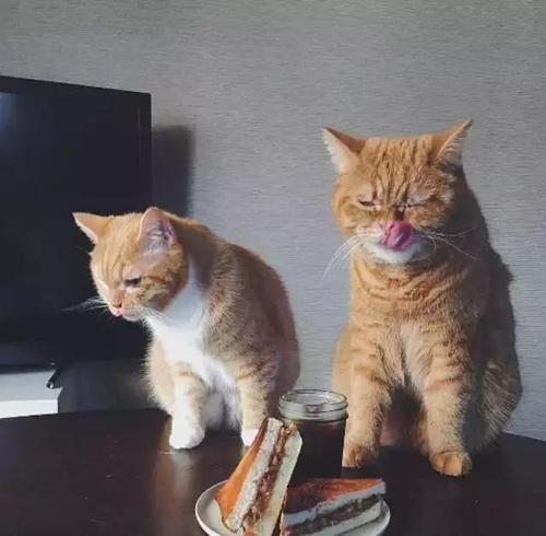 贪婪的流浪猫
