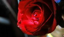 那朵绽放的玫瑰