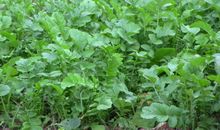 奶奶家的小菜园