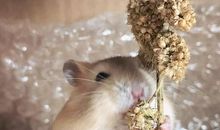 一只仓鼠的生活