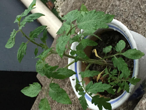 我在植物中长大