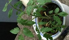 我与植物共成长