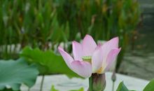 风悄悄地告诉我