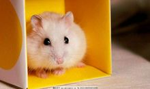 我的好朋友——小仓鼠