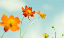 盛开在心中的花朵