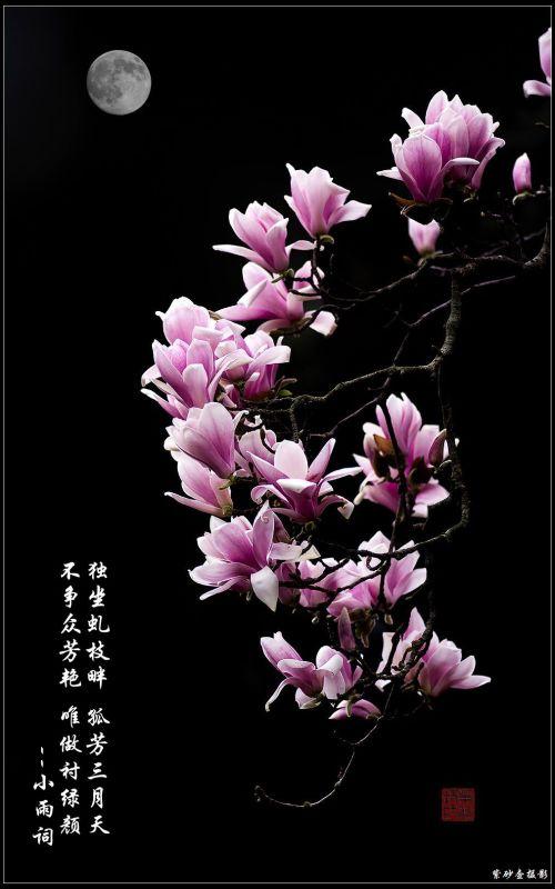 桂花