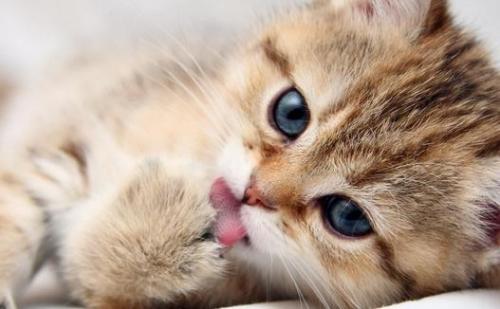 受伤的小猫