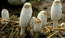 我爱家乡的蘑菇