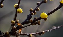 震撼心灵的蜡梅