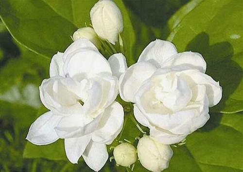 观察茉莉花