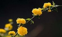 梧桐花开梧桐花落