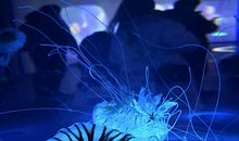 海洋公园奇遇记