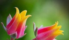 触动心灵的生命