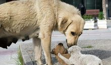 狗的高尚的母爱