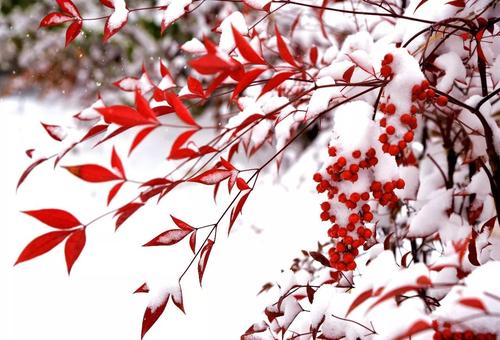 遇见第一场雪