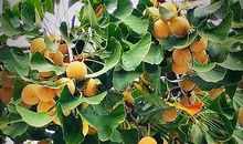 食堂旁的银杏树