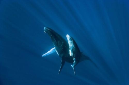 探索神奇的海洋生物