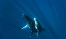 探索神奇的海洋生物