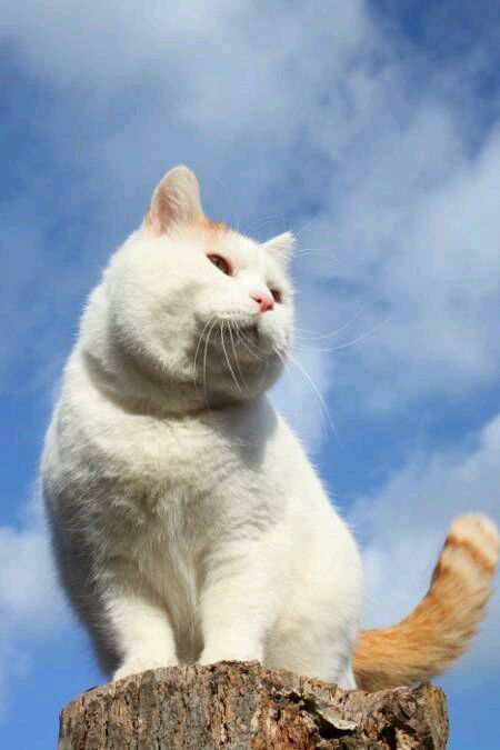 我最喜欢的猫