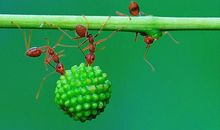 蚂蚁团结的力量