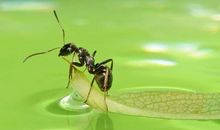 蚂蚁在夏天时就为冬天作打算材料作文