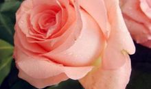 会变色的玫瑰花