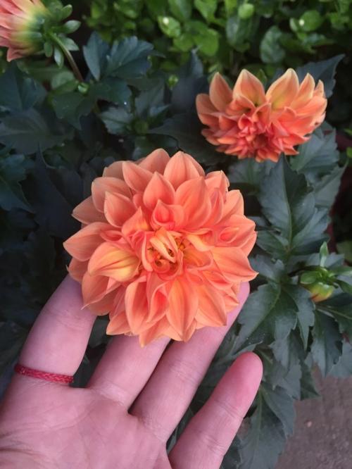 我心中的一朵花