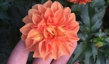 开在心底的一朵花