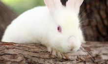 给小白兔贴鼻子