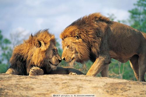 两只狮子的命运
