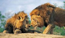 两只狮子的命运