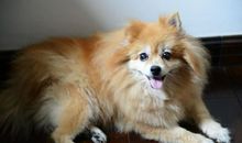 我的小狗——贝贝