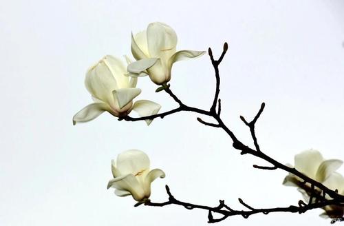 玉兰花开的那一刻