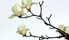 玉兰花开的那一刻