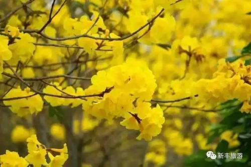 美丽，静静绽放