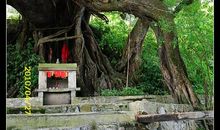 外婆家的那棵树