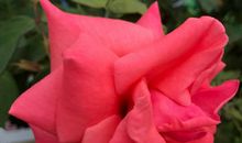 欣赏含笑奔跑的我