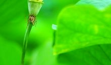 生命终将静默安然读后感