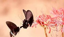 假如我变成了蝴蝶