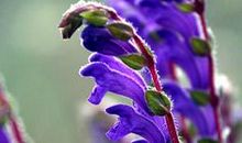 第一次用鼠尾草做粑粑