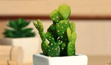 我爱家中的仙人掌