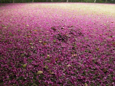 花落是因为花开了