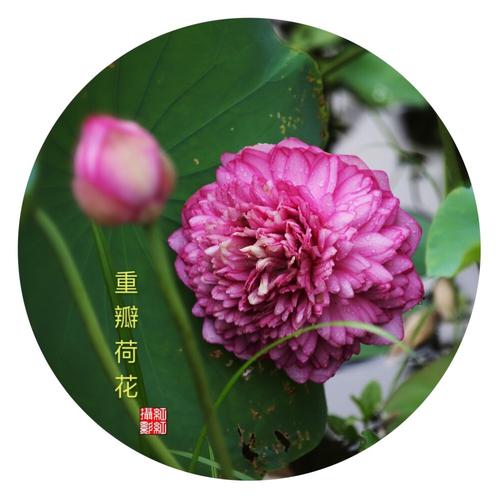 草心