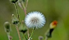 我和蒲公英的对话