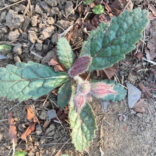 第一次挖野菜